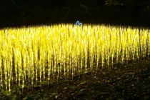 Licht aus allen Perspektiven bietet der Lichtgarten im Sauerlandpark Hemer.  • © Sauerlandpark Hemer