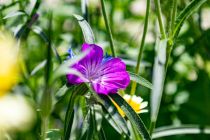 Heimische Blumenvielfalt auf dem Gartenkungelmarkt (Symbolbild). • © ummeteck.de - Silke Schön