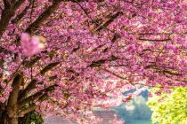 Kirschbäume in voller Blüte. • © pixabay.com