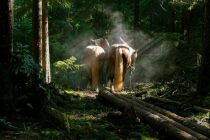 Pferde beim Holzrücken im Wald. • © pixabay.com