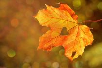 Der Herbst kann kommen (Symbolbild) • © pixabay.com