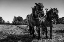Auf Pferde wurden auf dem Bauernmarkt in Lindlar schon vor den Pflug gespannt (Symbolbild). • © Jonathan Jensen auf unsplash.com