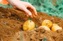 Kartoffelfest im Freilichtmuseum (Symbolbild). • © Markus Spiske auf unsplash.com