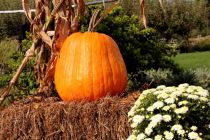Der Mendener Herbst findet im Oktober statt (Symbolbild). • © pixabay.com (218134)