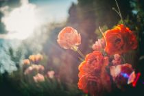 Zur Rhododendron-Blüte nach Westerstede (Symbolbild). • © Raimond Klavins auf unsplash