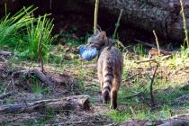 Eine Wildkatze war erfolgreich bei der Jagd. • © Wildwald Vosswinkel
