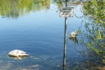 Tierwelt - Zahlreiche Wasservögel leben an der Lingesetalsperre.  • © ummeteck.de - Silke Schön