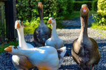 Guten Tag! Da Hunde im Wildwald nicht erlaubt sind, können sich die Gänse ungestärt bewegen. • © Wildwald Vosswinkel