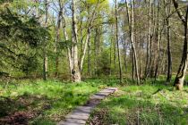 Naturbelassene Wege bieten im Umfeld Raum für eine große Insektenvielfalt. • © Wildwald Vosswinkel