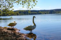 An der Brucher leben zahlreiche Tiere, unter anderem diese Schwäne. • © ummeteck.de - Silke Schön