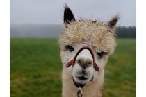 Alpaka Farm Inti - Kierspe - Märkischer Kreis - In Kierspe-Vornholt liegt die Alpaka Farm Inti. Hier wohnen viele der charmanten Alpakas. Die Alpaka Farm Inti bietet Wanderungen mit den liebenswerten Wegbegleitern an, welche je nach Wunsch unterschiedlich lang sind.  • © Alpaka Farm Inti