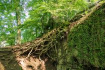 An der linken Seite siehst Du zahlreiche lange Wurzeln... Aber der Baum scheint fest zu stehen.  • © ummeteck.de - Silke Schön