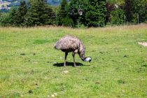 Emus im Panorama Park Sauerland - Dort wohnen zum Beispiel Emus. • © ummeteck.de - Christian Schön