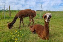 <b>Bitte jeden Besuch der Alpaka Farm vorher anmelden! </b> Danach steht den schönen Stunden mit den Tieren nichts mehr im Weg.  • © Alpaka Farm Inti