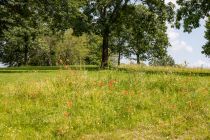 Naturnah und blühend hat sich der Park im Sommer 2021 präsentiert.  • © ummeteck.de - Christian Schön