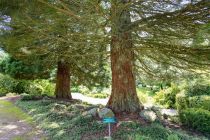 Da sind zum Beispiel die Immergrünen Mammutbäume (Sequoiadendron giganteum), die bis zu 50 Meter hoch werden können.  • © ummeteck.de - Silke Schön