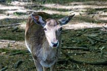 Wildarten im Wildpark Wiehl - Der Wildpark in Wiehl liegt direkt neben der Tropfsteinhöhle. In den verschiedenen Arealen leben Schwarzwild, Rotwild, Damwild und Muffelwild.  • © ummeteck.de - Silke Schön