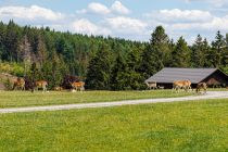 Sikawild Panorama Park - ... Auf der Fahrt kannst Du viel Wild beobachten, wie hier das Sikawild. • © ummeteck.de - Christian Schön