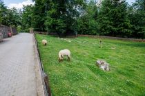 Viel Platz und Grün für die Schafe. • © ummeteck.de - Christian Schön