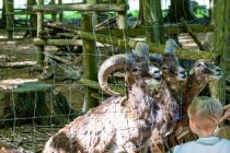 Du darfst die Tiere mit selbst mitgebrachtem Futter (Äpfel, Kastanien, Eicheln und Möhren - kein Brot oder Abfälle!) füttern oder Du kannst passendes Futter am Kiosk vor Ort kaufen. Schön auf die Finger aufpassen! • © ummeteck.de - Silke Schön