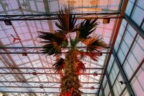 Echte Palmen leben in der vollverglasten Minigolfhalle. • © ummeteck.de - Silke Schön