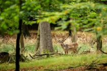 Tiere im Wildwald Vosswinkel - Schafe und Ziegen dürfen sich frei bewegen, die Wildschweine kannst Du von einer Aussichtskanzel beobachten. 42 geschützte Arten leben im Wildwald Vosswinkel.  • © Wildwald Vosswinkel