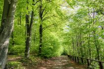 Natur pur - Pralle Farben, ein schöner Wanderweg und viele Tiere und Pflanzen - das erwartet Dich. • © ummeteck.de - Silke Schön