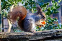 Mit etwas Geduld und Glück läuft Dir vielleicht ein Eichhörnchen über den Weg. • © Wildwald Vosswinkel