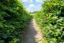 Hecken-Innenleben - Die Wege des Labyrinths sind unergründlich. • © ummeteck.de - Silke Schön