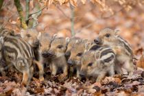 Frischlinge gibt es auch manchmal zu bestaunen. • © Wildwald Vosswinkel