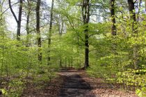 Viel Natur ohne künstliche Eingriffe, schöne Wege, ein Abenteuerspielplatz für die Kinder, einen Barfußpfad, vielseitige Lern- und Erfahrungsangebote bietet der Wildwald. • © Wildwald Vosswinkel