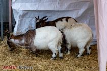 Christkindmarkt 2022 - Engelskirchen im Bergischen Land - Bei den Ziegen stehen außerdem noch zwei Esel und ein Kamel. Das wollte aber nicht in die Kamera schauen. • © ummeteck.de - Silke Schön