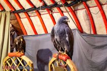 Horus Falknerei auf dem Weihnachtsmarkt in Olpe - ... Greifvögel mit dabei. • © ummeteck.de - Silke Schön