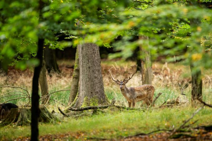 tiere-im-wildwald-vosswinkel-wildwald-vosswinkel-arnsberg