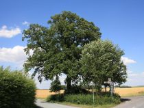 Bismarck-Eiche Enger • © Biologische Station Ravensberg im Kreis Herford e.V.