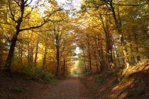 befestigter Waldweg • © Maren Pussak / Das Bergische