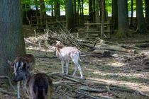 Der Wildpark in Wiehl liegt in der Nähe der Tropfsteinhöhle. • © ummeteck.de - Silke Schön