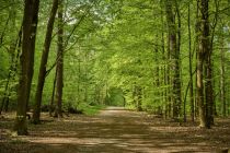 Erlebniswald Historischer Tiergarten Siegen • © Achim Meurer, REACT-EU / Kreis Siegen-Wittgenstein