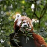 Kleiner Panda im Zoo Dortmund • © 