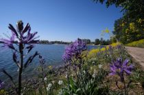 Seepark Zülpich, Blumen am Wasser • © Seepark Zülpich