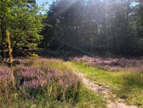 Heideblüte am Ems-Erlebnisweg in Schloß Holte-Stukenbrock • © Teutoburger_Wald_Stadt_Schloss_Holte-Stukenbrock, Stadt Schloß Holte-Stukenbrock