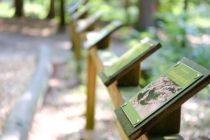 Walderlebnispfad Leistruper Wald • © Teutoburger Wald / Detmold / Stadt Detmold