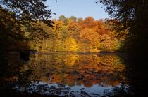 Kettners Weiher im Königsforst • © Maren Pussak / Das Bergische