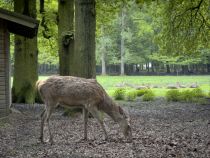 Hirschpark • © Stadt Troisdorf