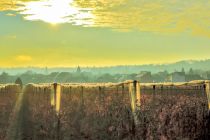 Blick auf den Ortsteil Merten von Bornheim. • © Daniel Gimbel auf unsplash.com