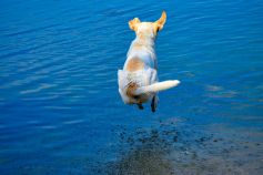 Yippie! (Symbolbild für den Hundestrand) • © pixabay.com
