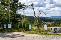 Die Starts des Flow Country Trails, des Flow Trails und des Freeride Trails in Willingen liegen direkt nebeneinander.  • © ummeteck.de - Christian Schön