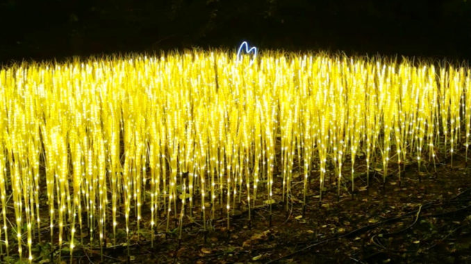 Ein Weizenfeld aus Leucht-Ähren - der HerbstLichtergarten 2022. // Foto: Sauerlandpark Hemer