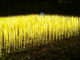 Ein Weizenfeld aus Leucht-Ähren - der HerbstLichtergarten 2022. // Foto: Sauerlandpark Hemer