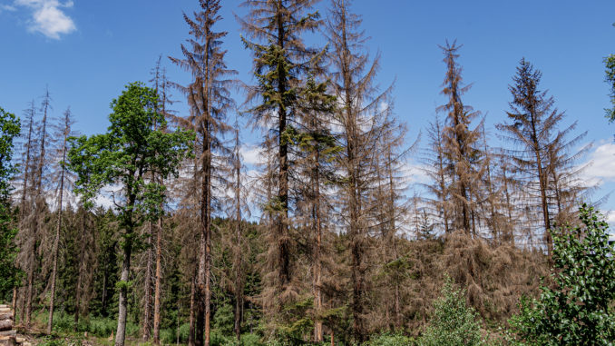 Überall sichtbar: Tote Nadelbäume. // Foto: ummeteck.de - Christian Schön